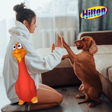 Zabawka lateksowa gryzak dla psa kurczak piszczący Hilton 19,5cm